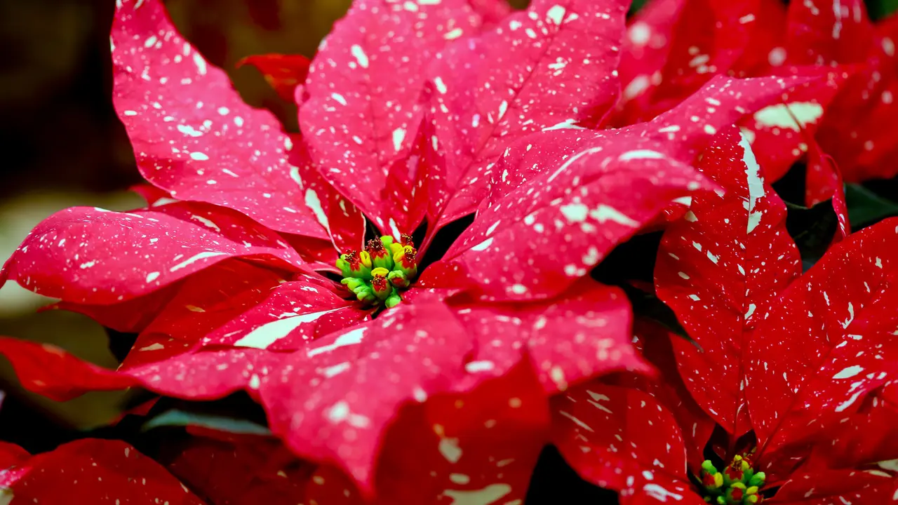 A planta que decora as festas de vermelho