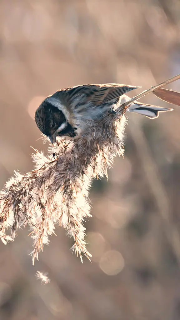 Look no 'feather'
