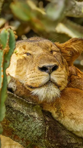 Dans la jungle, paisible jungle