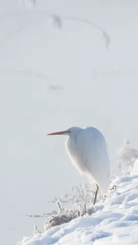 Great white egret, Upper Bavaria, Germany