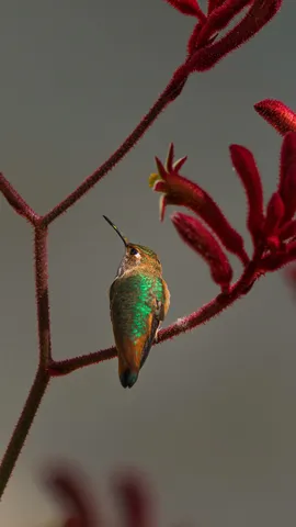 &ldquo;后院鸟类统计&rdquo;活动开始了！