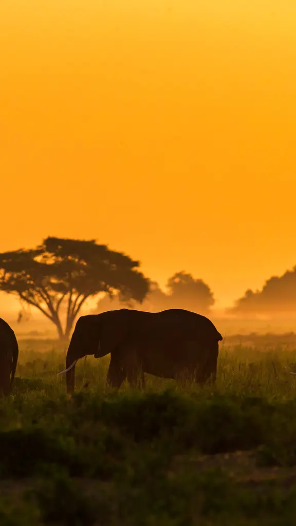 Proteggiamo i giganti buoni!