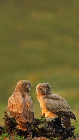 Sentinelle del vespro