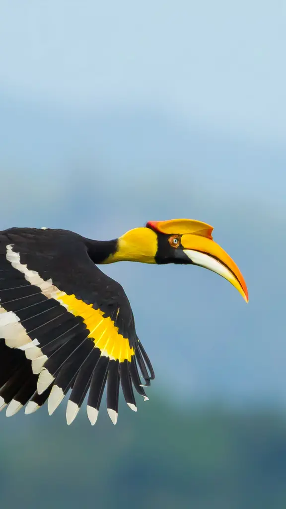 Dove sta volando questo uccello?