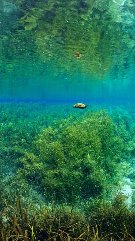 龟龟们畅游的好日子