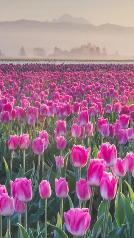 La parade des tulipes