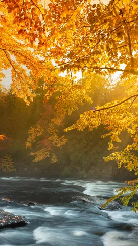 Ontario's wild heart