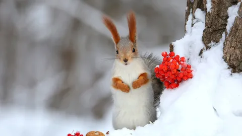 A flash of red in the winter white