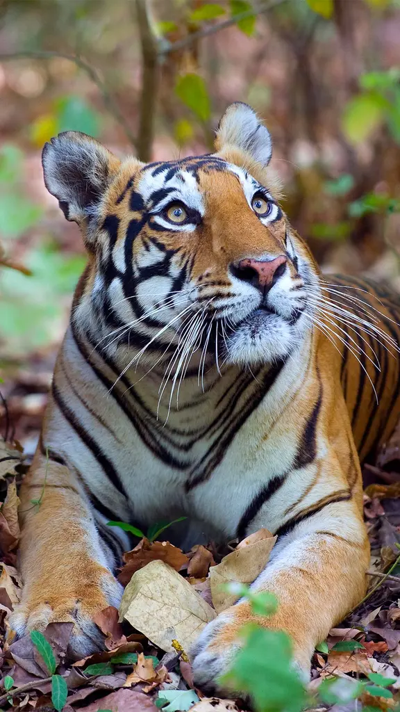 A rainha da selva