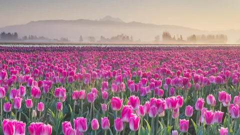 La parade des tulipes