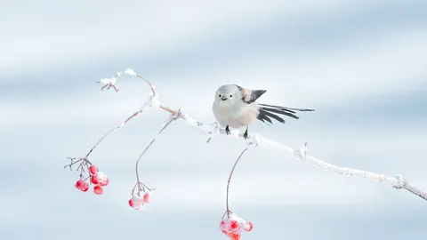 冬季里的呆萌小可爱