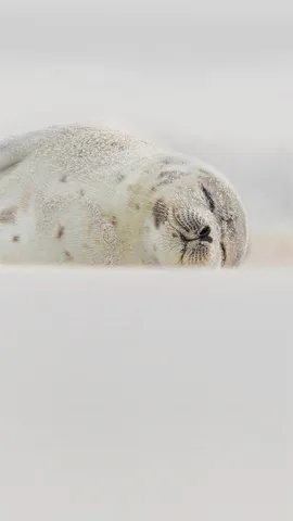 睡在海滩上的竖琴海豹，纽约长岛