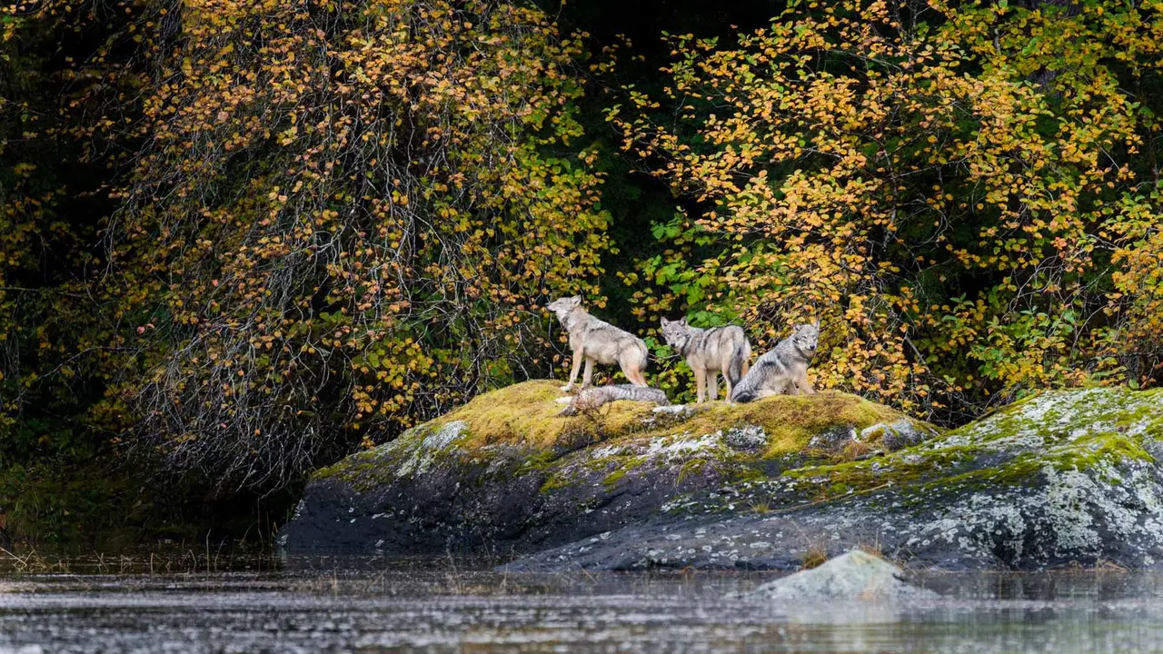W&ouml;lfe in freier Wildbahn