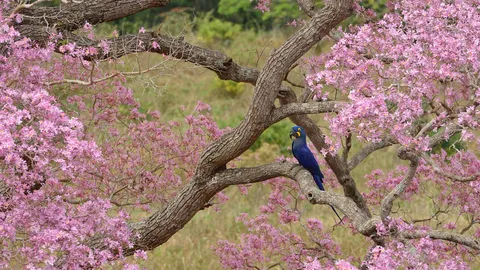 Bem-vinda, Primavera!