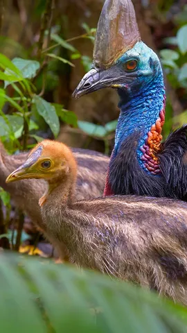 愤怒的小鸟，溺爱的爸爸