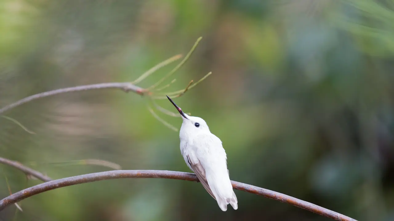 Fermati&hellip; &egrave; ora di ammirare i colibr&igrave;!