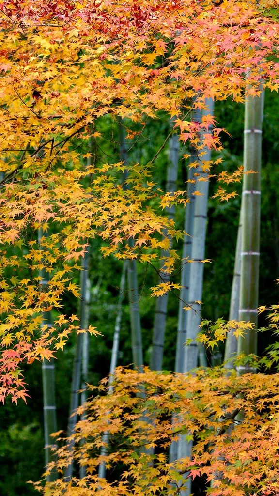 Quand la nature peint Kyoto de rouge et de vert