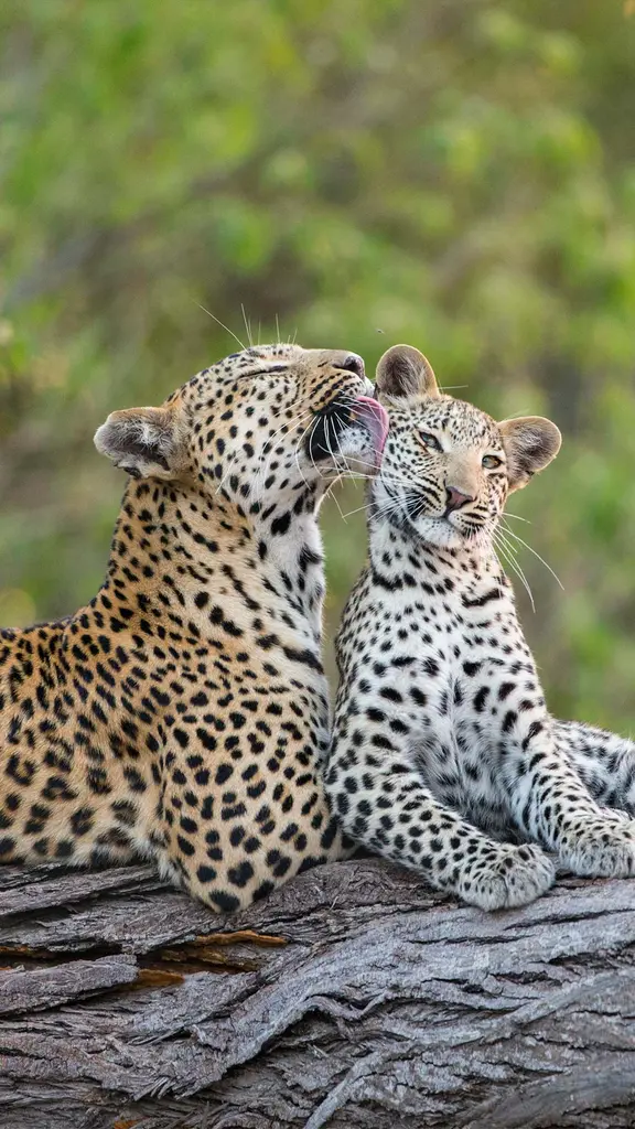 Celebrating motherhood&mdash;feline style!