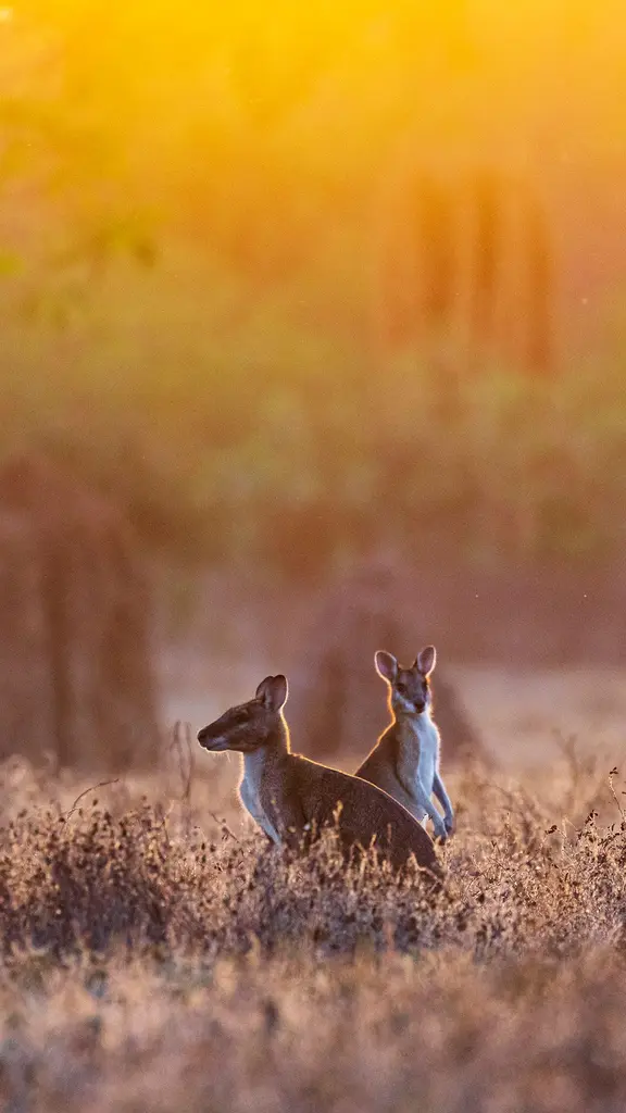 小形のカンガルー
