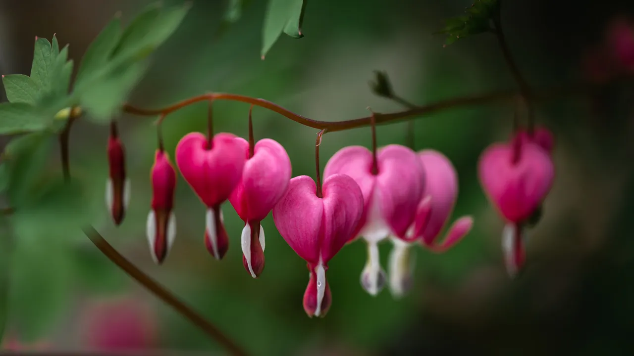 Love in bloom
