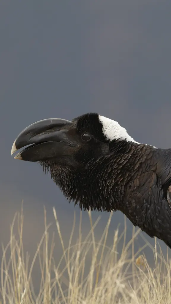 Thick-billed raven, Simien Mountains, Ethiopia