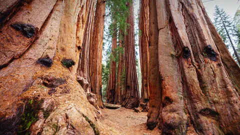 The realm of ancient giants