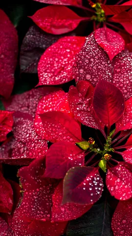 Dipingi il tuo mondo di rosso