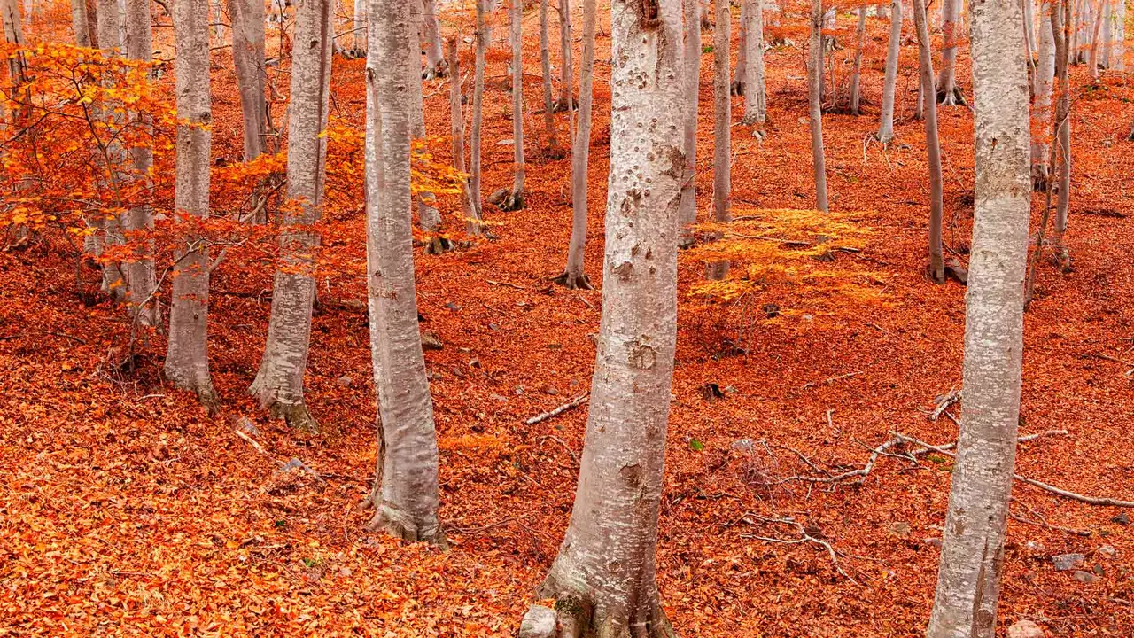 Pe&ntilde;a Roya beech forest, Moncayo Natural Park, Zaragoza, Aragon, Spain