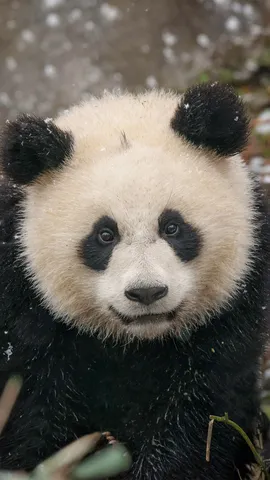 Petit ourson de Chine