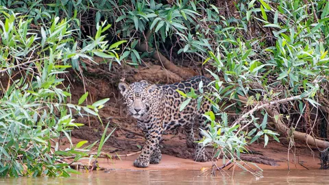Clever camouflage