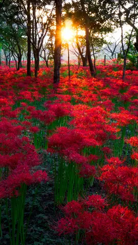 今日は秋分の日