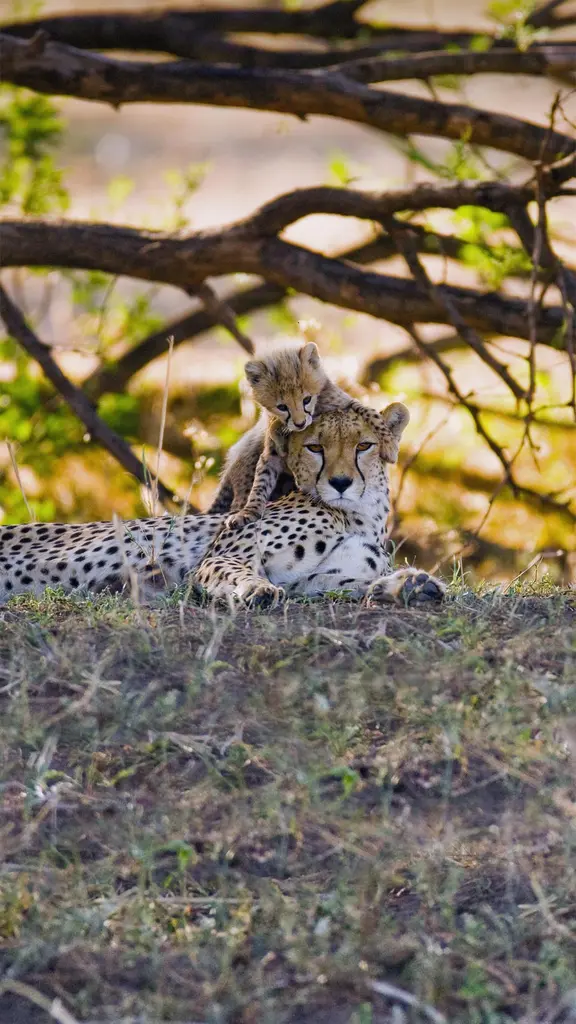 Mother cheetah and her cub in the Maasai Mara nature reserve, Kenya