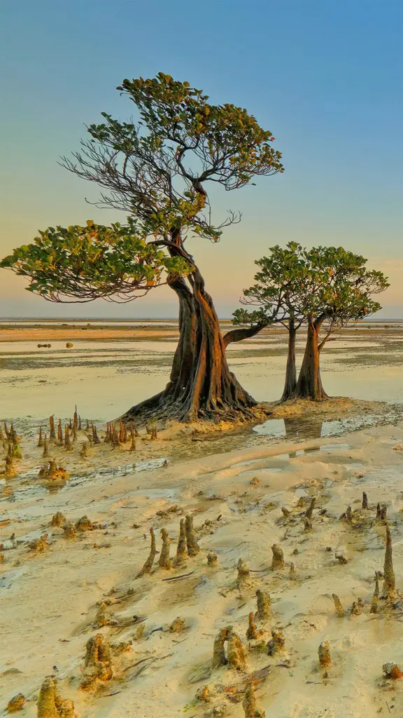 Walakiri海滩的红树林，印度尼西亚松巴岛