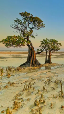 Walakiri海滩的红树林，印度尼西亚松巴岛