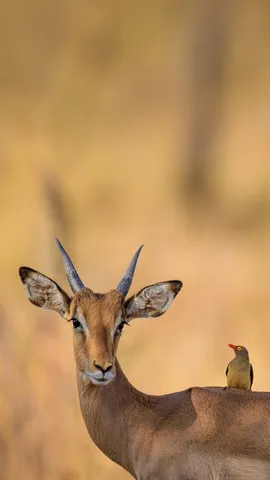 You've got a friend in me