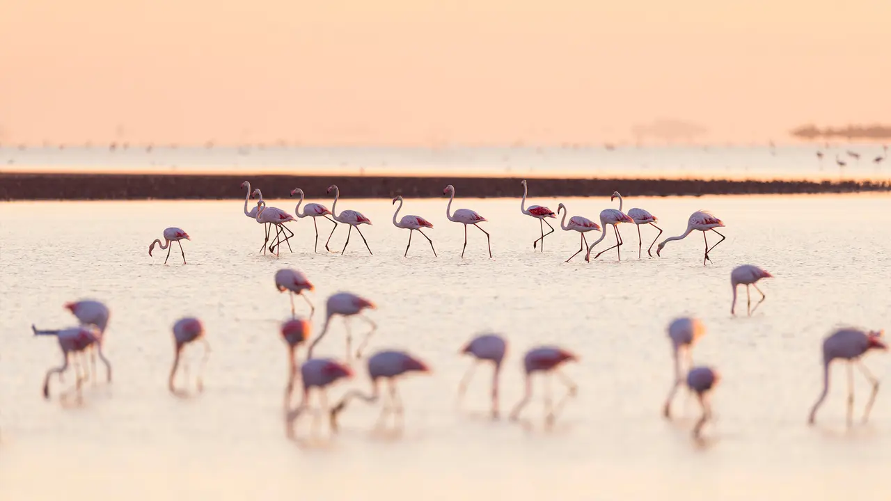 Les divas de la Camargue