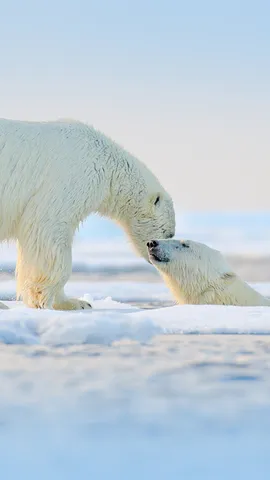 &iexcl;A&ntilde;o Nuevo, chapuz&oacute;n nuevo!