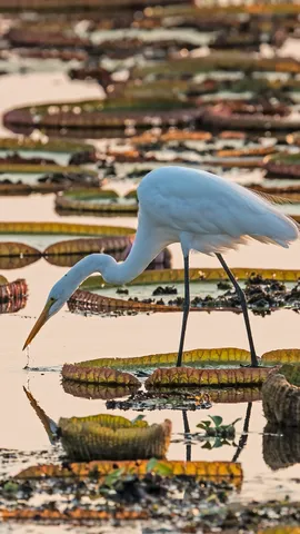 纯洁与优雅的象征