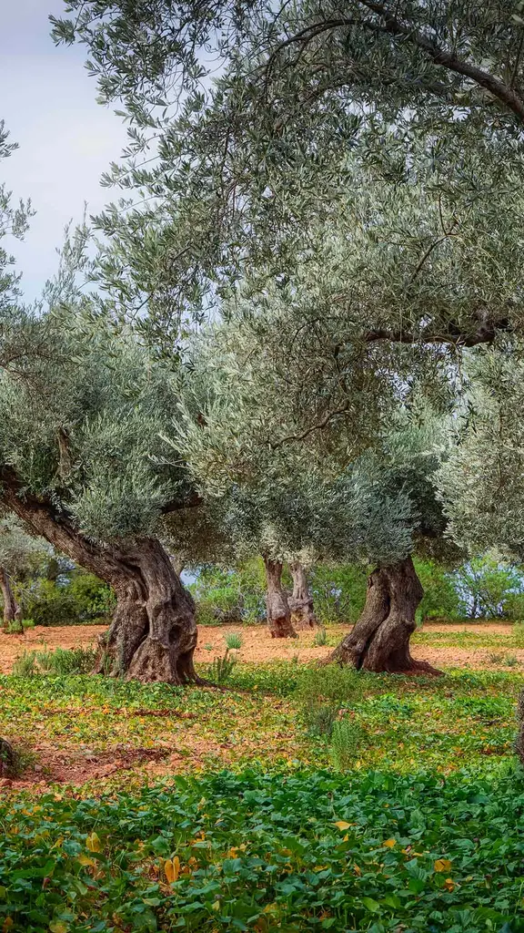 Olive orchard in the Serra de Tramuntana, Mallorca, Balearic Islands, Spain