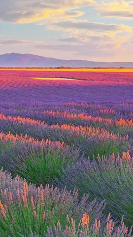 Fragancia la de Francia