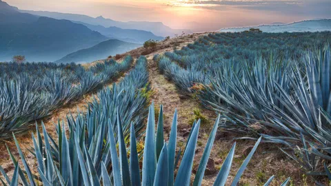 Field of blue agave near Tequila, Jalisco, Mexico
