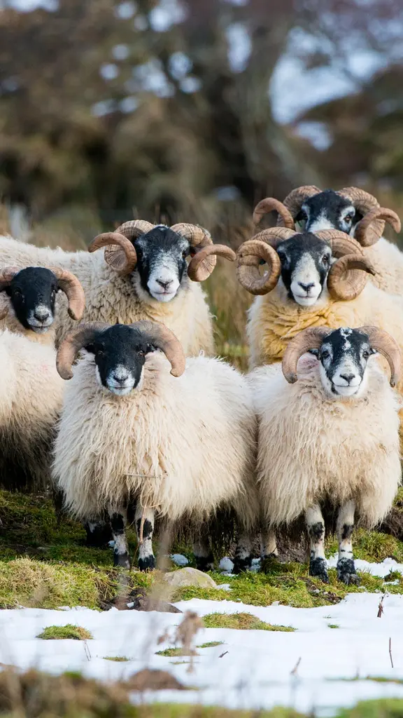 Von wegen schwarzes Schaf