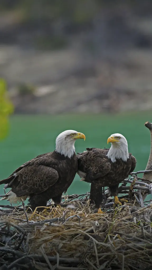 育空河附近巢穴中的一对白头海雕和雏鹰，加拿大育空