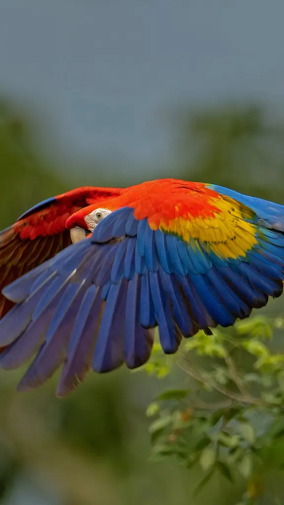 一只伶俐可爱的小鸟掠过