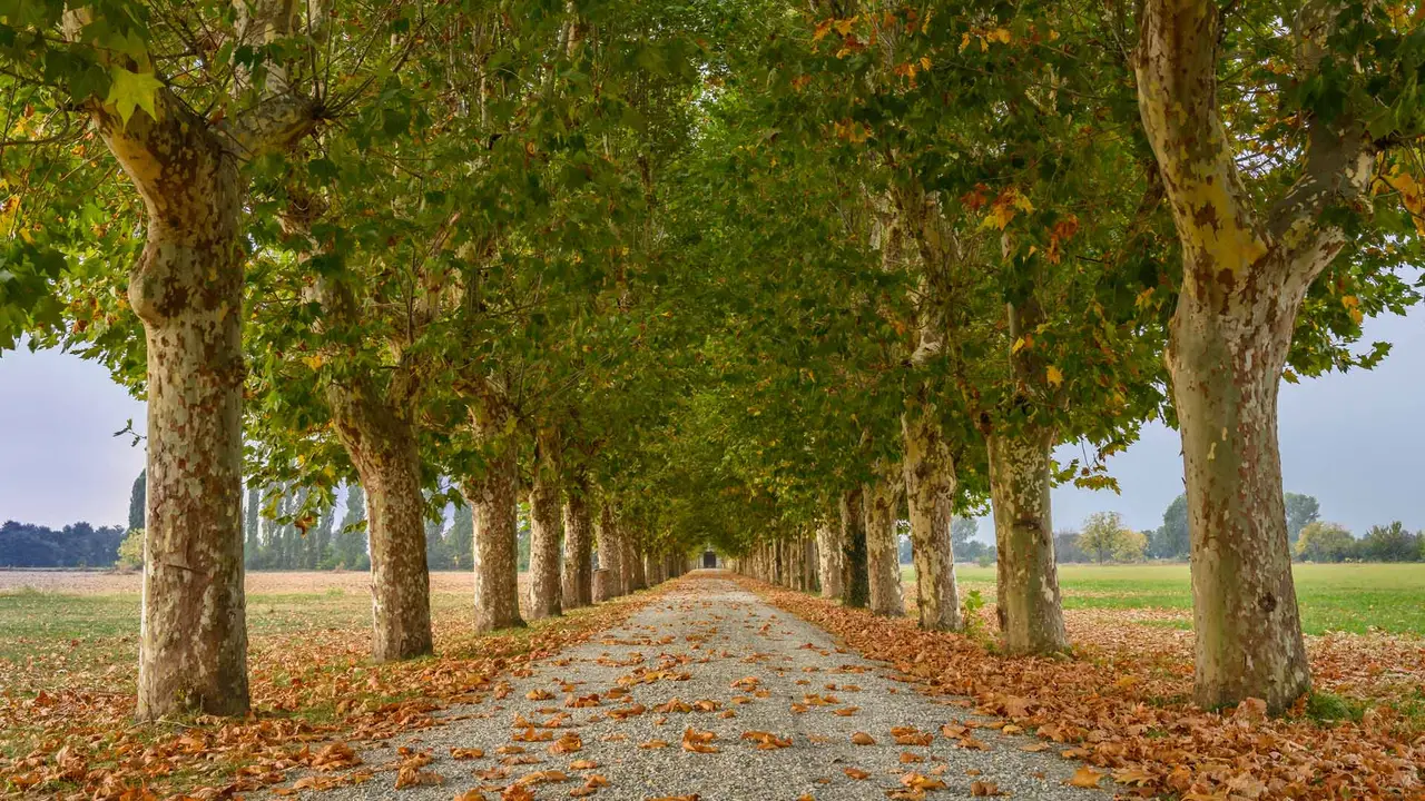 Visioni nei viali del vento