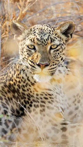 Leopard at Etosha National Park, Namibia