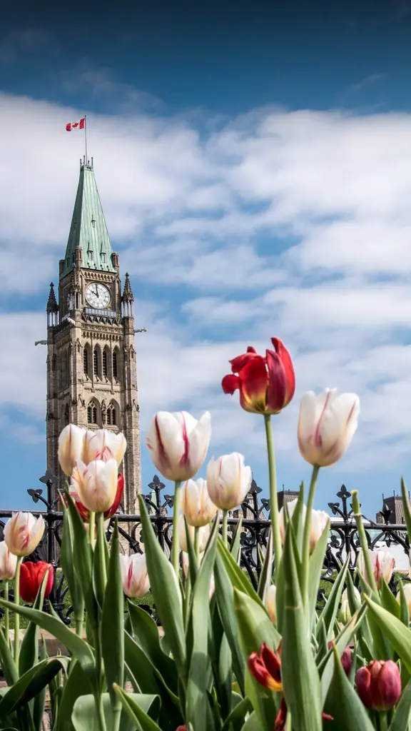 A world of tulips
