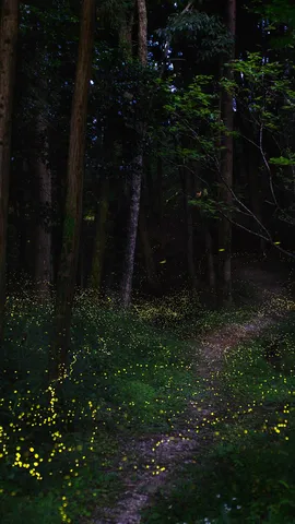 初夏の夜を彩る光の舞