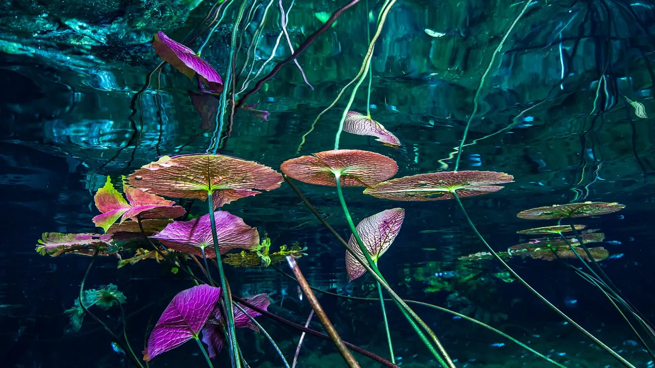 Poesia submersa