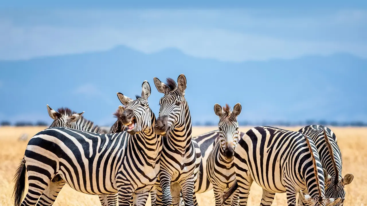 A day for cousins of every stripe